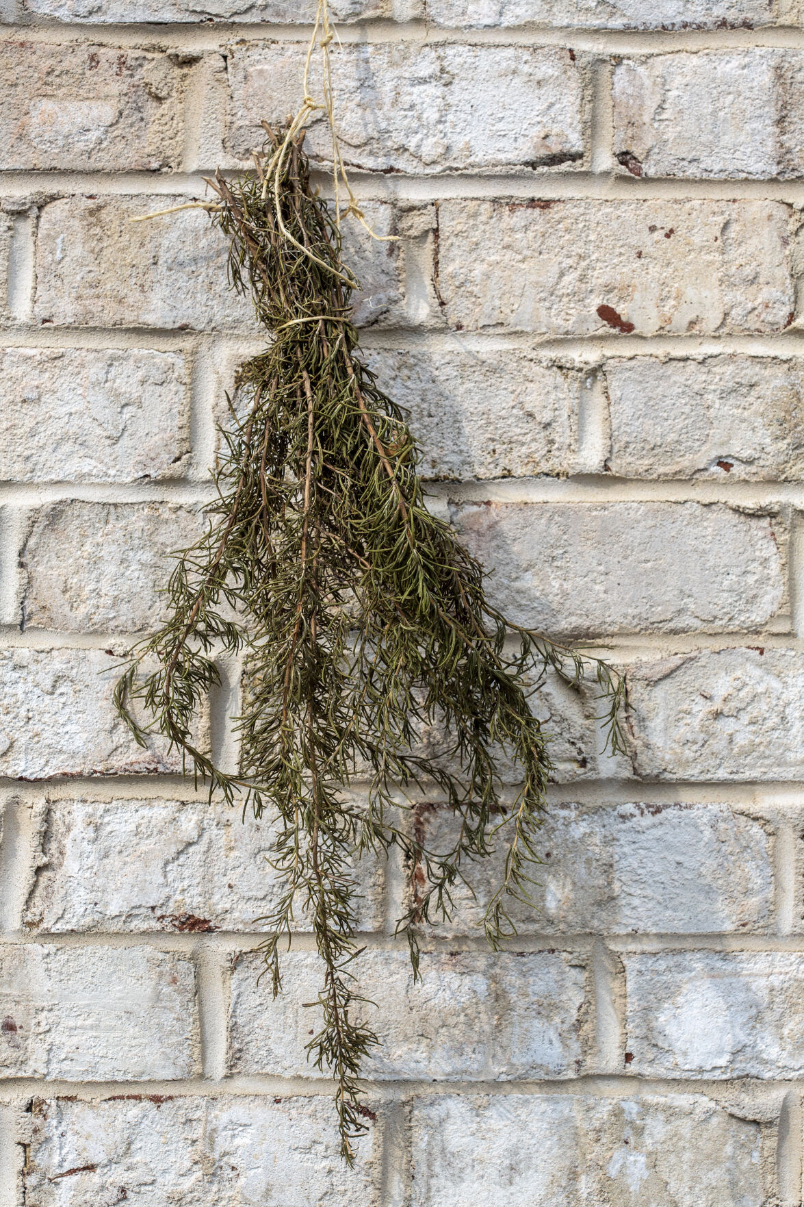 Dried Herbs